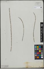 Foto von Salix tristis Aiton